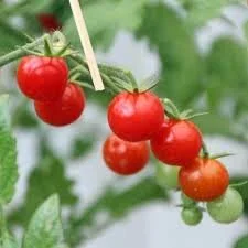 Mexico midget cherry tomato plant start — Sunny Lane Farm